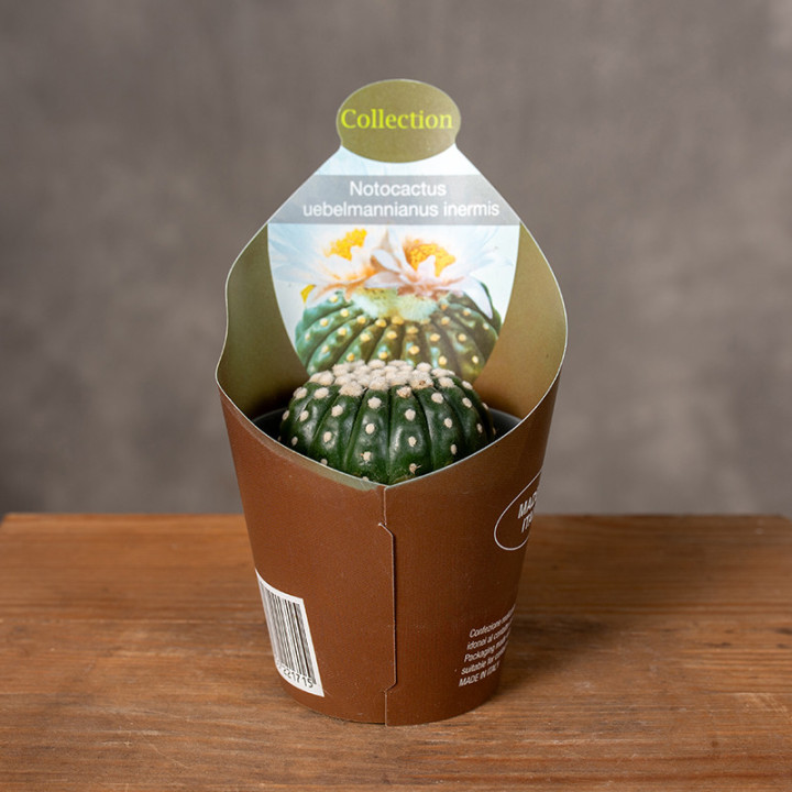 Notocactus uebelmannianus inermis | Kaktus