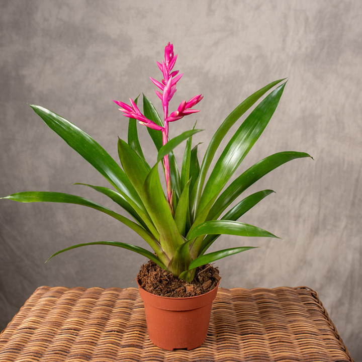 Guzmania 'Claire' | Tomaszewski