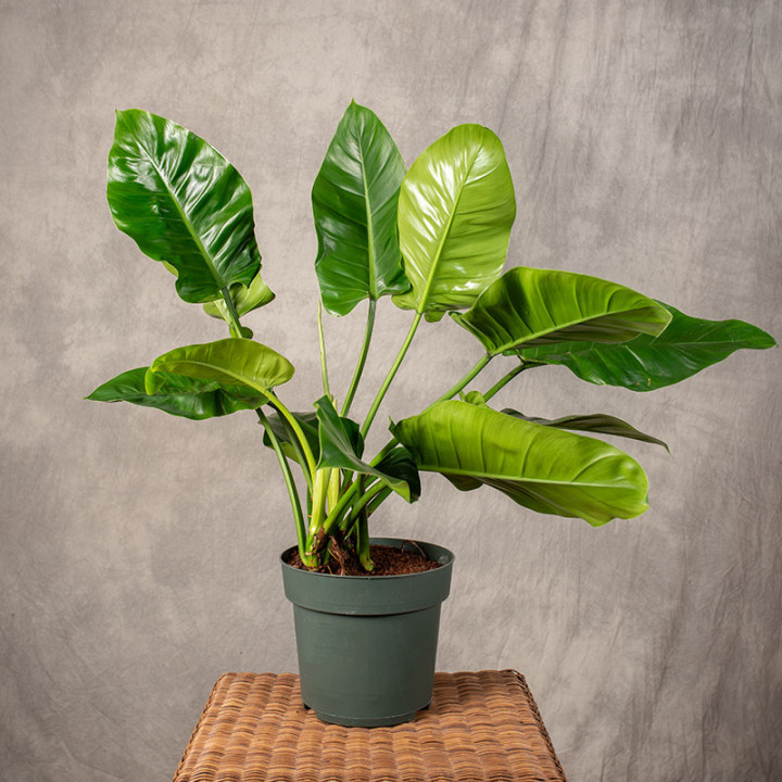 Filodendron 'Imperial Green' | Tomaszewski