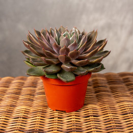 Eszeweria 'Rosetta Mariposa'