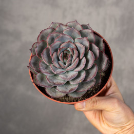 Eszeweria 'Hercules'