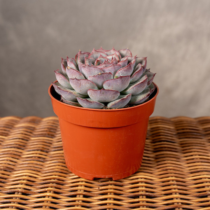 Eszeweria 'Hercules'