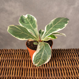 Fikus lirolistny 'Variegata' | Tomaszewski