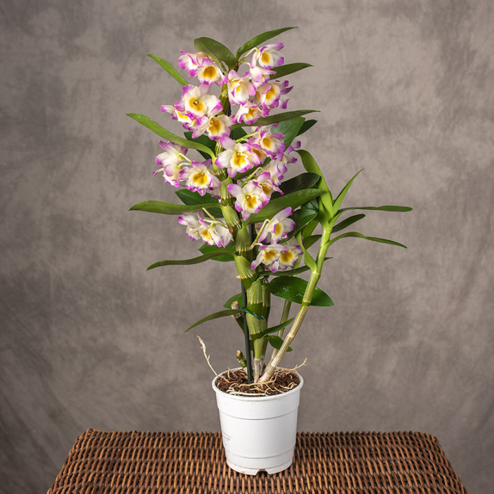 Dendrobium nobile 'Bright Eyes' | Tomaszewski