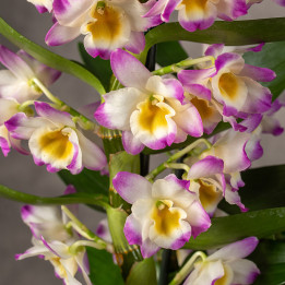 Dendrobium nobile 'Bright Eyes' | Tomaszewski