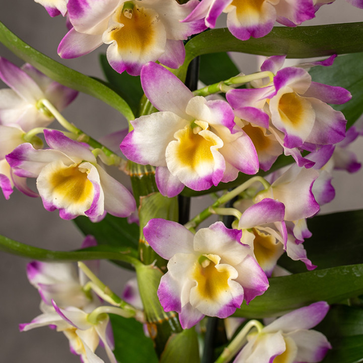 Dendrobium nobile 'Bright Eyes' | Tomaszewski