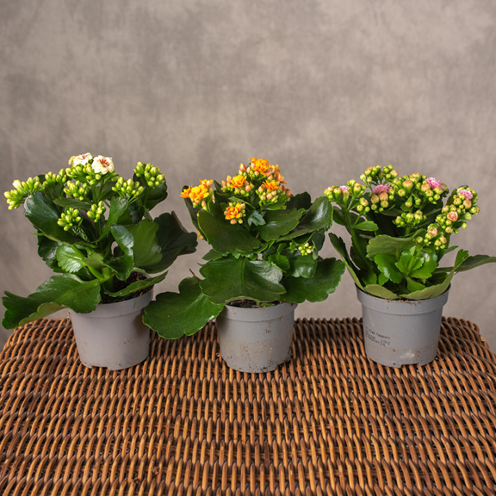 Kalanchoe MIX kolorów | Tomaszewski