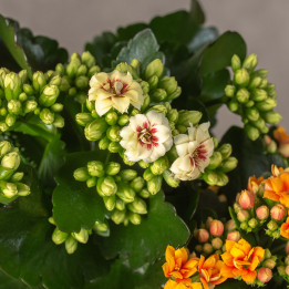 Kalanchoe MIX kolorów | Tomaszewski