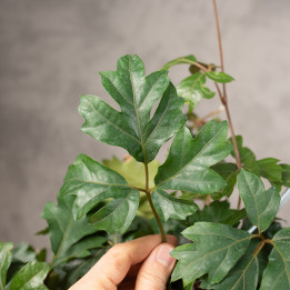 Cissus rombolistny 'Ellen Danica' | Tomaszewski