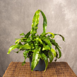 Asplenium 'Scolopendrium' | Tomaszewski