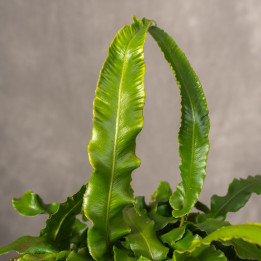 Asplenium 'Scolopendrium' | Tomaszewski