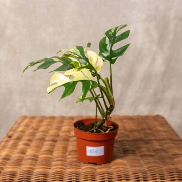 Rhaphidophora tetrasperma 'Variegata'
