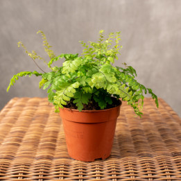 Adiantum 'Bronze Venus' | Tomaszewski