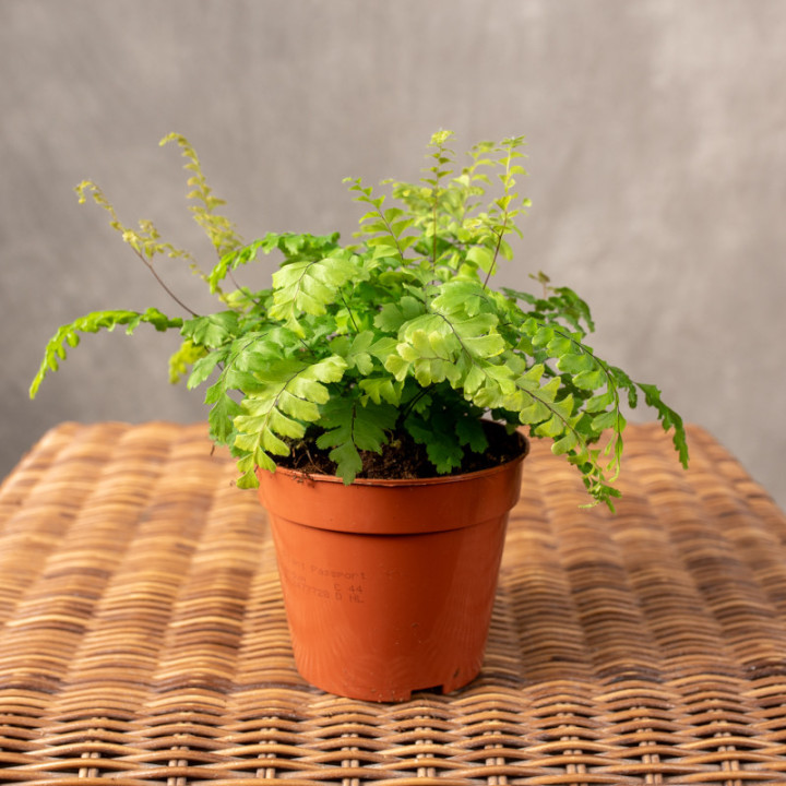 Adiantum 'Bronze Venus' | Tomaszewski