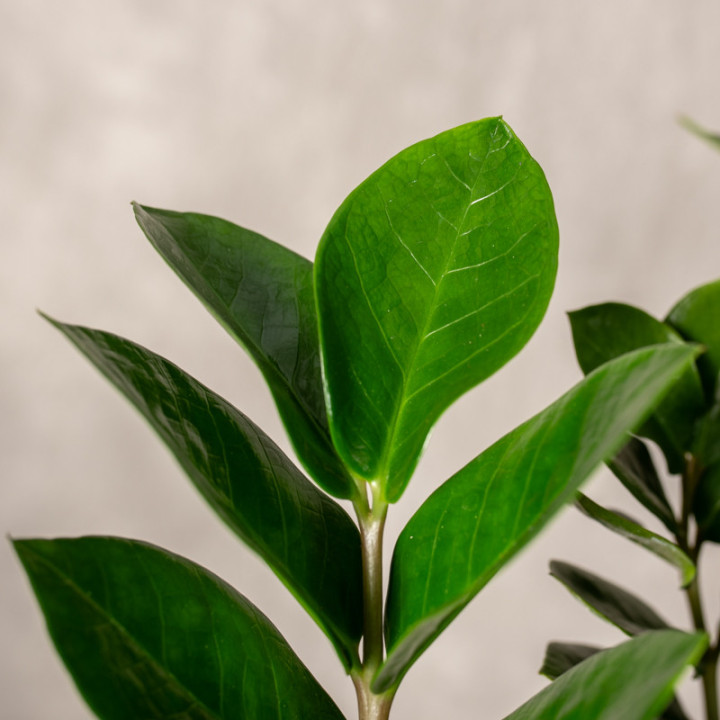 Zamiokulkas | Zamioculcas zamiifolia