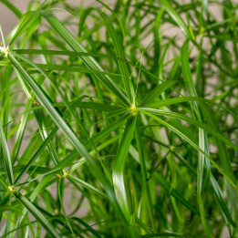 Cyperus 'Alternifolius' | Tomaszewski
