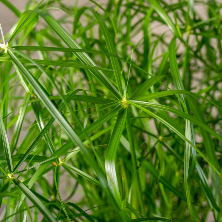 Cyperus 'Alternifolius' | Tomaszewski