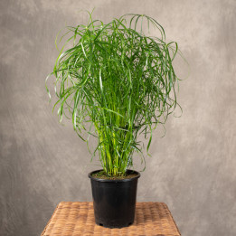 Cyperus 'Alternifolius' | Tomaszewski