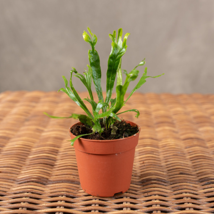 Asplenium nidus 'Crissie' | Tomaszewski