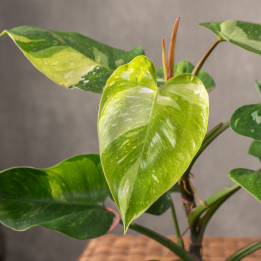 Filodendron 'Fresh Aurea' | Tomaszewski