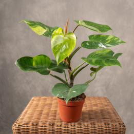 Filodendron 'Fresh Aurea' | Tomaszewski
