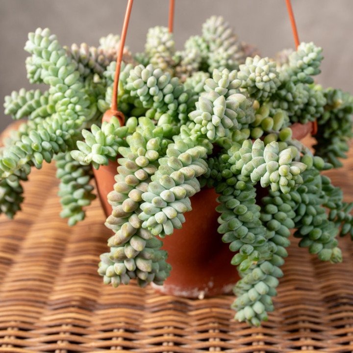 Sedum burrito | Wiszące | Tomaszewski