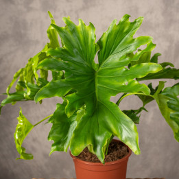 Filodendron 'Lickety split' | Tomaszewski