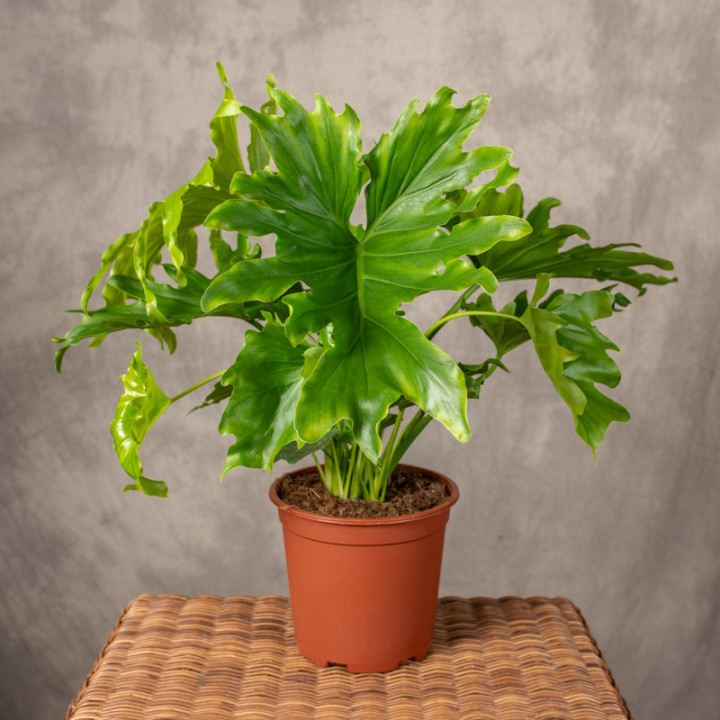 Filodendron 'Lickety split' | Tomaszewski