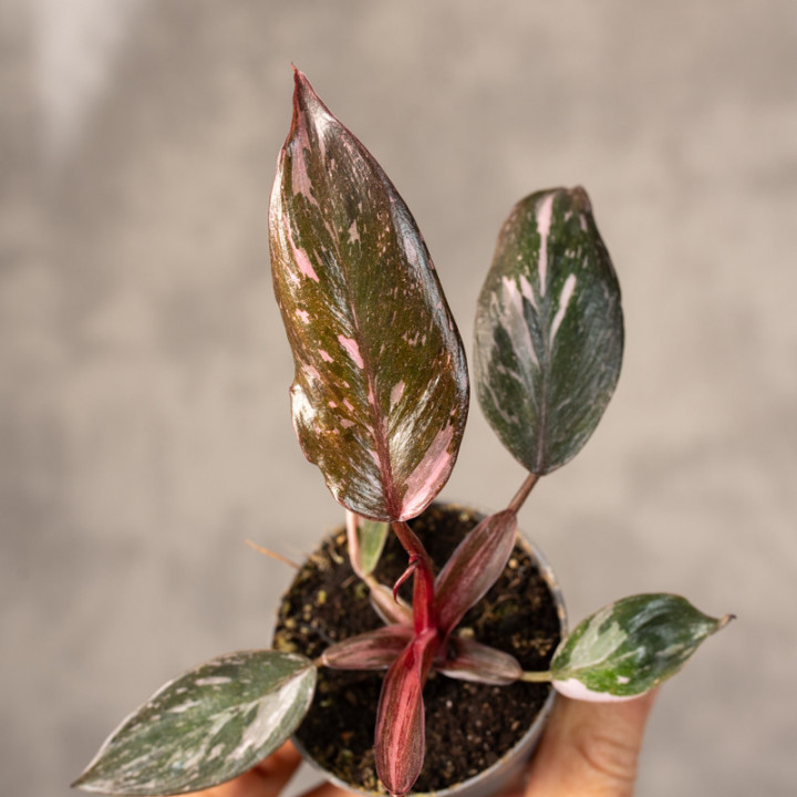 Filodendron 'Pink Princess Marble' | Tomaszewski
