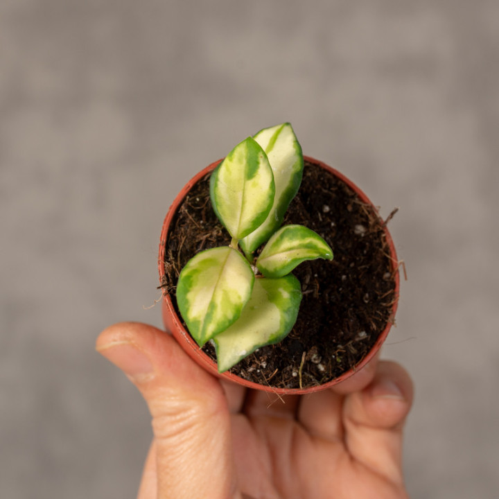 Hoja heuschkeliana 'Variegata' | Tomaszewski
