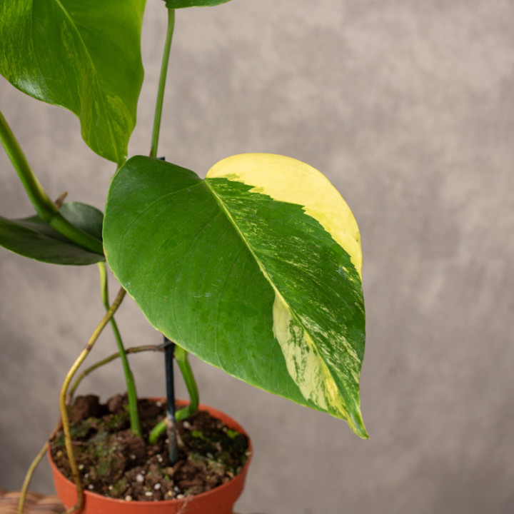 Monstera deliciosa 'Aurea' | Tomaszewski
