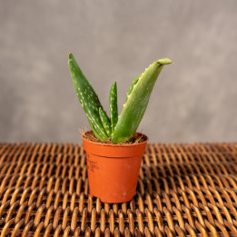 Aloes leczniczy | Tomaszewski