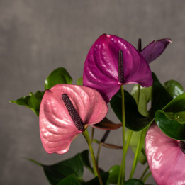 Anturium 'Baby Purple' | Fioletowe anturium z grupy andreanum