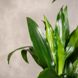 Dracena 'Janet Craig' 3-pędowa | Tomaszewski
