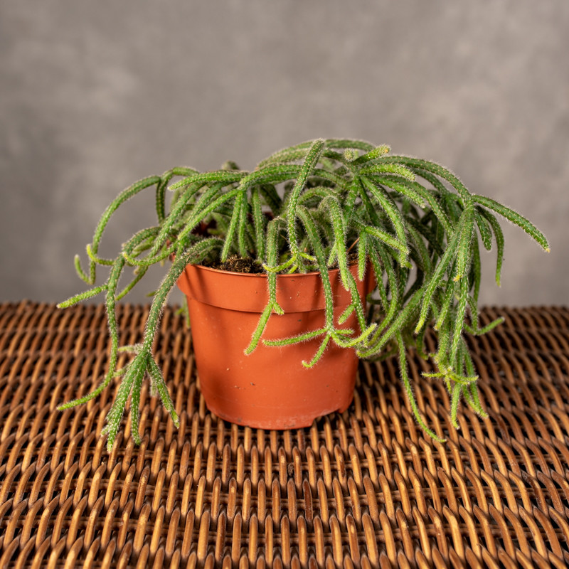 Rhipsalis 'Horrida' | Mały