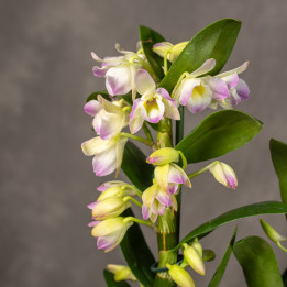 Dendrobium nobile 'Spring Dream 'Kumiko' | Tomaszewski