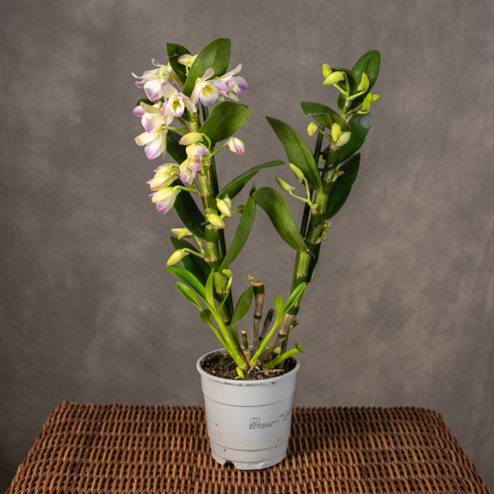 Dendrobium nobile 'Spring Dream 'Kumiko' | Tomaszewski