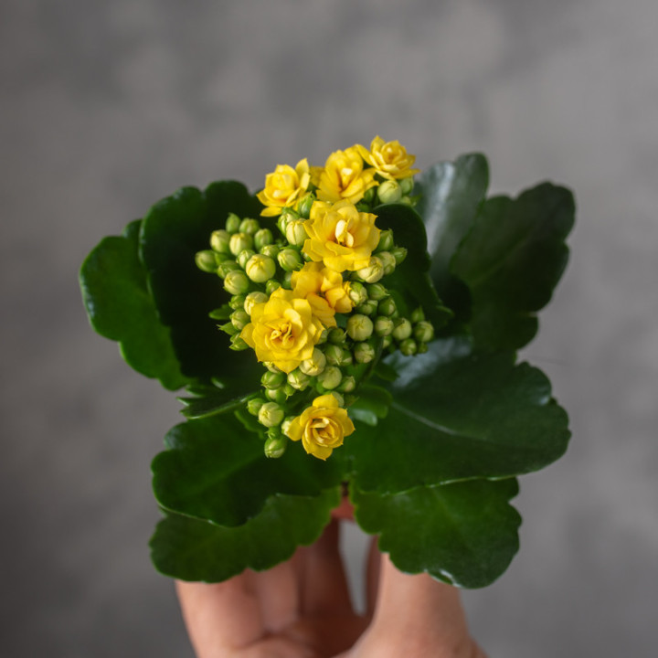 Kalanchoe żółte | Tomaszewski