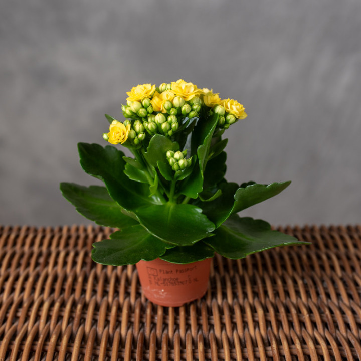 Kalanchoe żółte | Tomaszewski