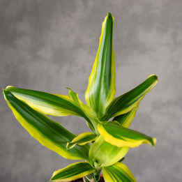 Dracena 'Golden King' | Tomaszewski