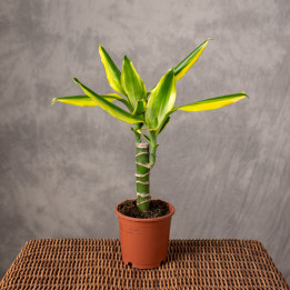 Dracena 'Golden King' | Tomaszewski
