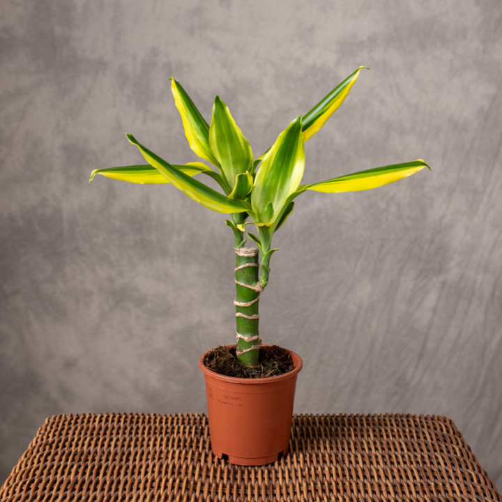 Dracena 'Golden King' | Tomaszewski