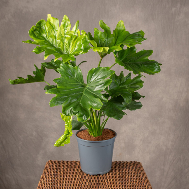 Filodendron 'Little Hope' | Tomaszewski