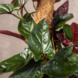 Syngonium 'Red Arrow' | Tomaszewski