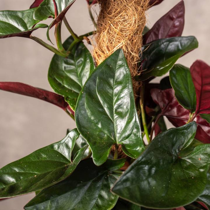 Syngonium 'Red Arrow' | Tomaszewski