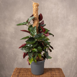 Syngonium 'Red Arrow' | Tomaszewski