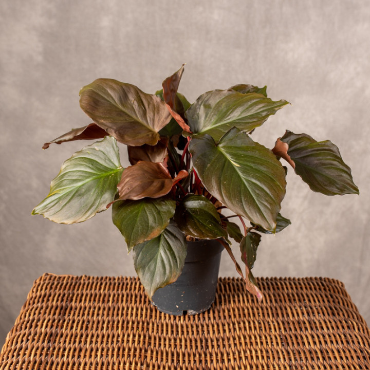 Homalomena 'Flaming Red' | Tomaszewski