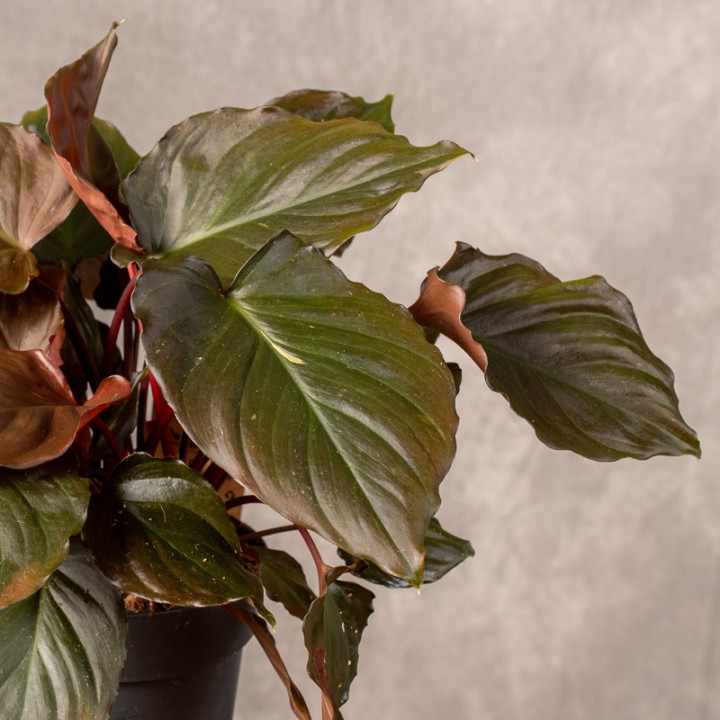 Homalomena 'Flaming Red' | Tomaszewski