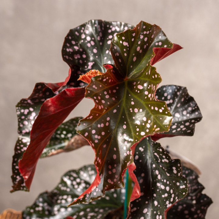 Begonia maculata 'Cracklin Rosie' | Tomaszewski