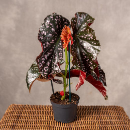 Begonia maculata 'Cracklin Rosie' | Tomaszewski